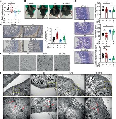 A Potential Probiotic for Diarrhea: Clostridium tyrobutyricum Protects Against LPS-Induced Epithelial Dysfunction via IL-22 Produced By Th17 Cells in the Ileum